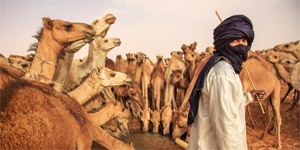 Peace Corps Arabic (Mauritanian) Language Lessons - Image